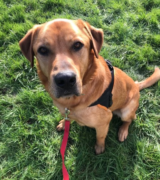 Les Amicanins - Ile De France - photo 2