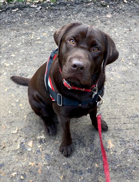 Les Amicanins - Ile De France - photo 3