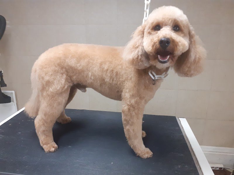 coiff'dogs - photo 1