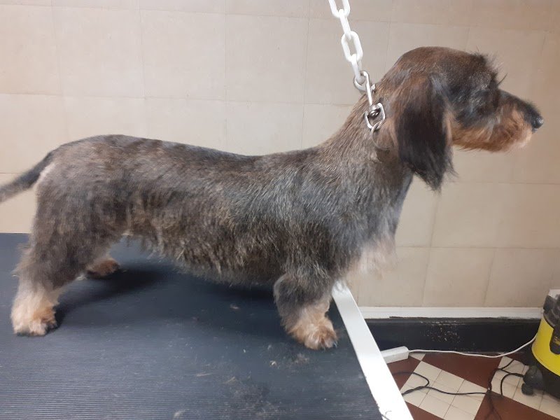 coiff'dogs - photo 2