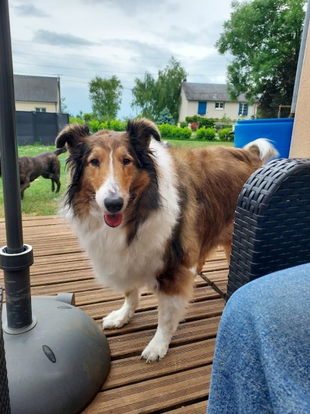 coiff'dogs - photo 3