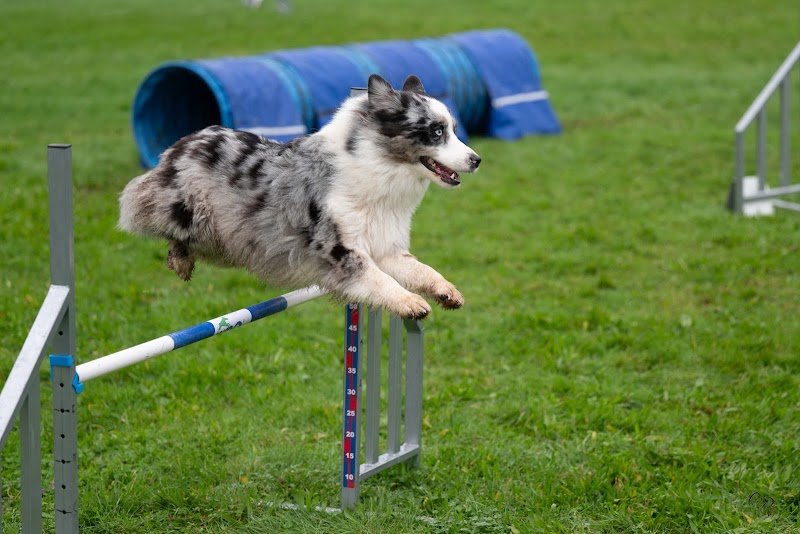 Cercle Cynophile Romorantinais - photo 3
