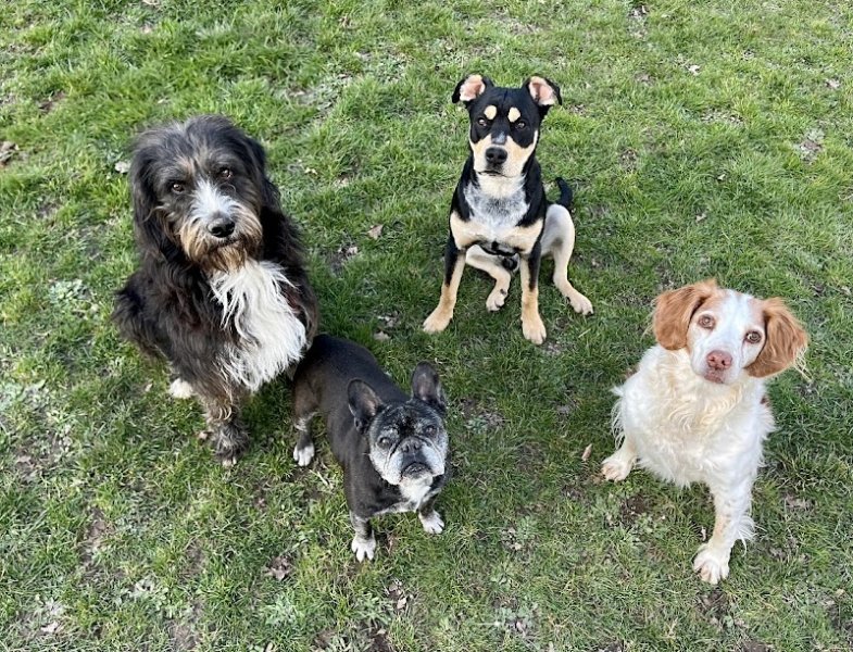 Calie et Compagnie - pension canine