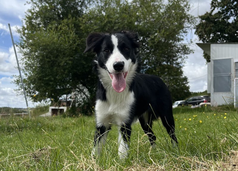 Calie et Compagnie - pension canine - photo 2