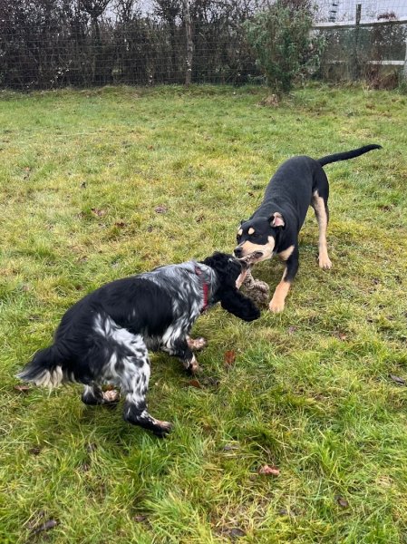 Calie et Compagnie - pension canine - photo 3