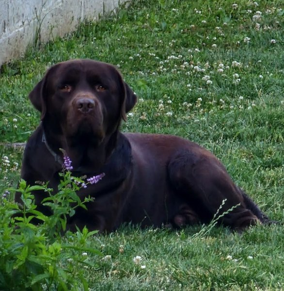 Elevage canin Sonia LEPRAT - photo 1