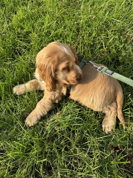 Elevage canin Sonia LEPRAT - photo 2