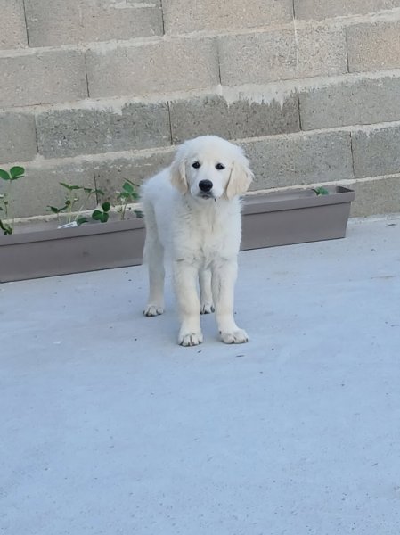 Elevage canin Sonia LEPRAT - photo 3