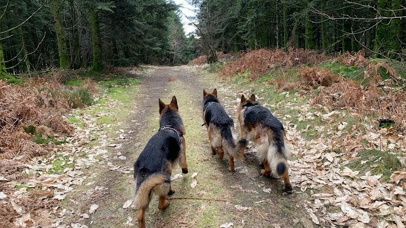 Valcreuse, la comp'amie des chiens