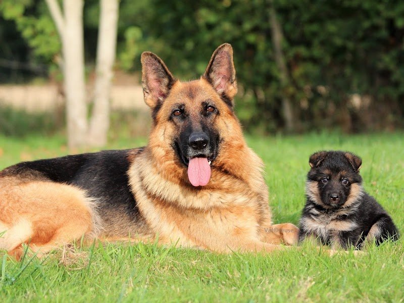 Valcreuse, la comp'amie des chiens - photo 2