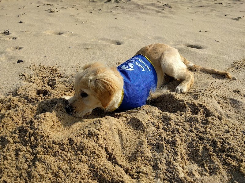 Centre HANDI'CHIENS Val-de-Loire - photo 2