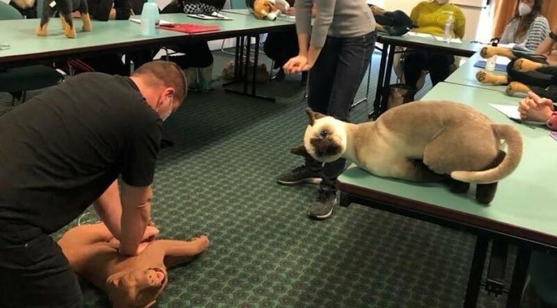 Secourisme animalier canin, félin et équin