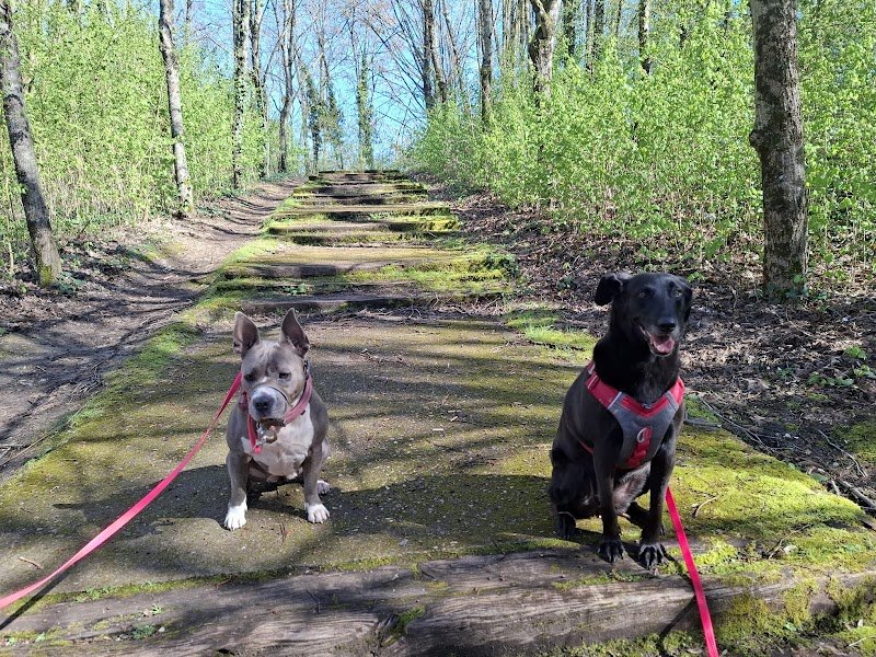 Superdoggy - Educateur et comportementaliste canin - Blois 41 Loir-et-Cher - photo 2