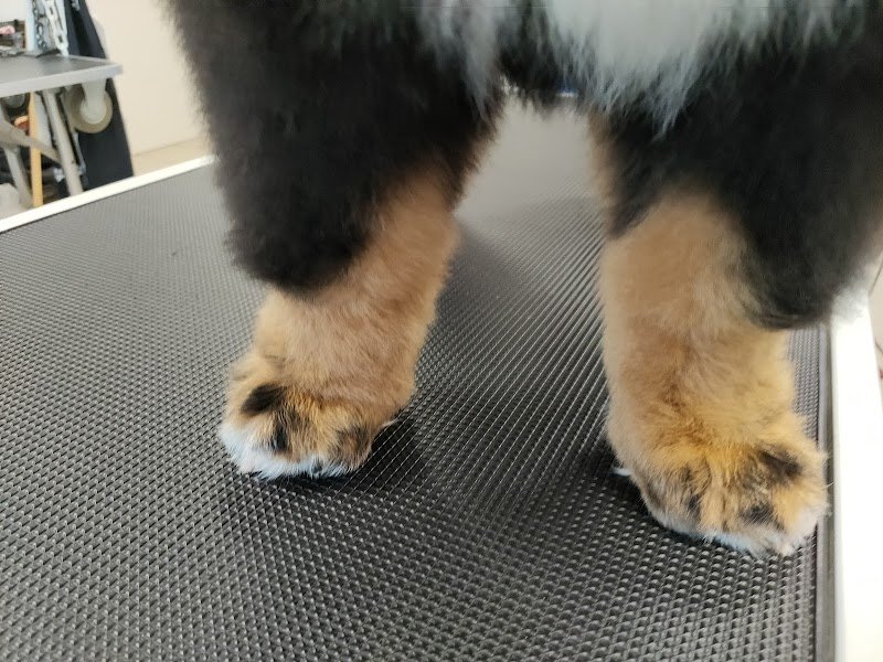 Elégance Canine - photo 2