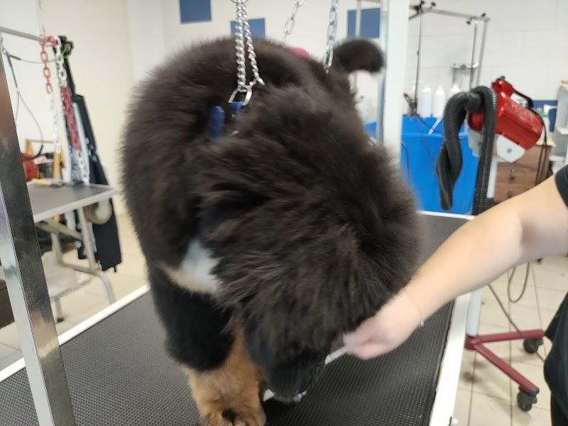 Elégance Canine - photo 3