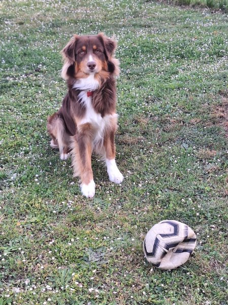 Educadog37 - photo 1