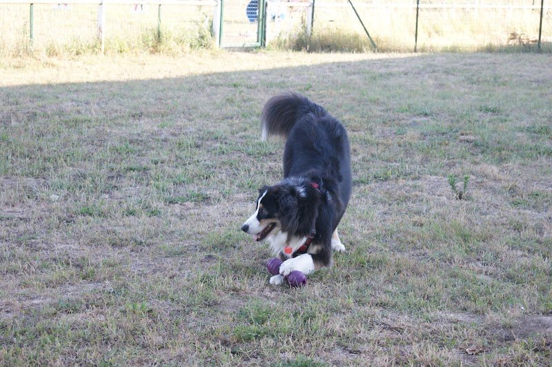 Educadog37 - photo 2