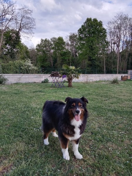 Educadog37 - photo 3