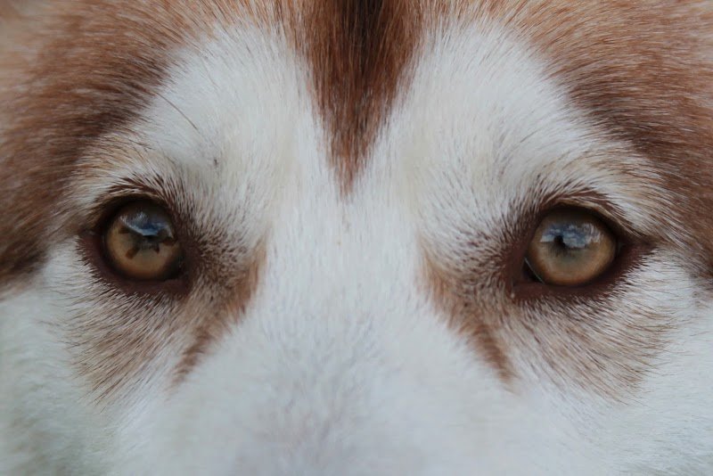 Assis ! J'avais su, éducateur comportementaliste canin - photo 2