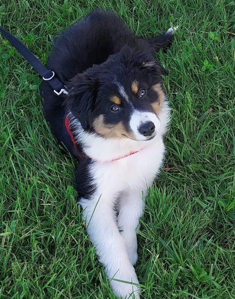 Educateur canin Indre-et-Loire 37, TRAINING DOG - photo 3