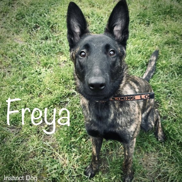 Instinct dog - Éducation canine - photo 1