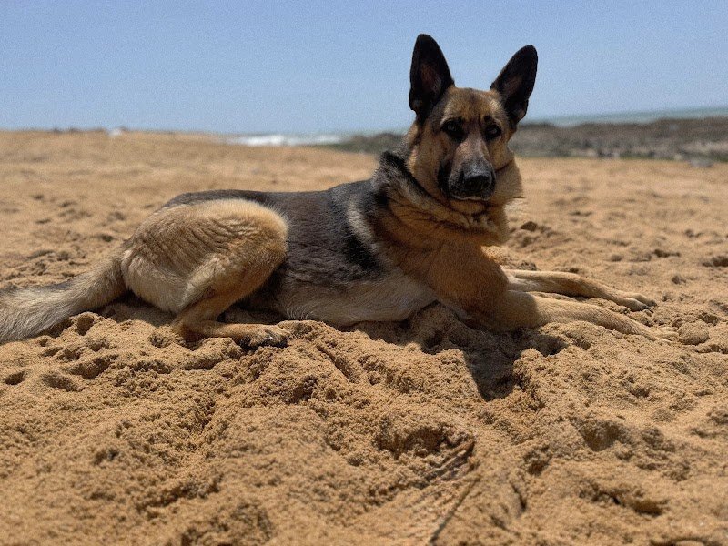 Instinct dog - Éducation canine - photo 2