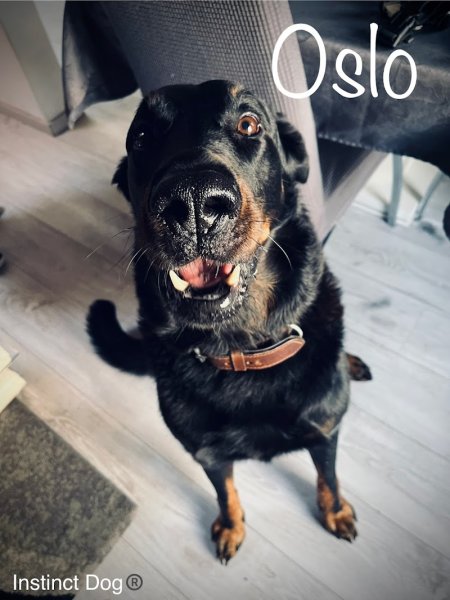 Instinct dog - Éducation canine - photo 3