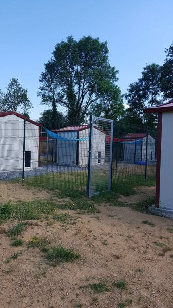 Les compagnons de Latika -Elevage de goldens LOF, éducation & pension canine