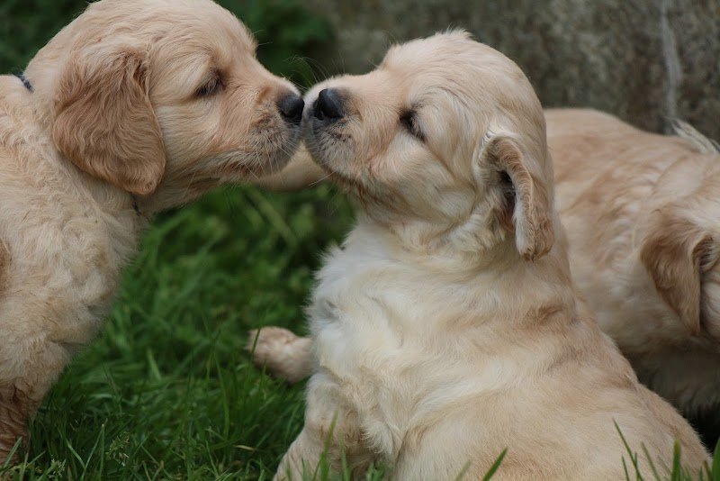 Les compagnons de Latika -Elevage de goldens LOF, éducation & pension canine - photo 2