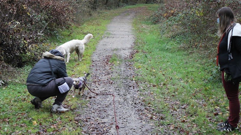 Les compagnons de Latika -Elevage de goldens LOF, éducation & pension canine - photo 3