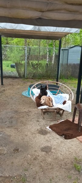 Au Paradis du Doggy - photo 2