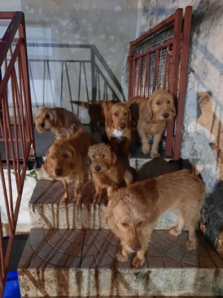 Canin Malin Aurèlie.M - photo 1