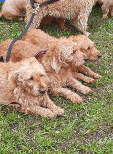 Canin Malin Aurèlie.M - photo 2