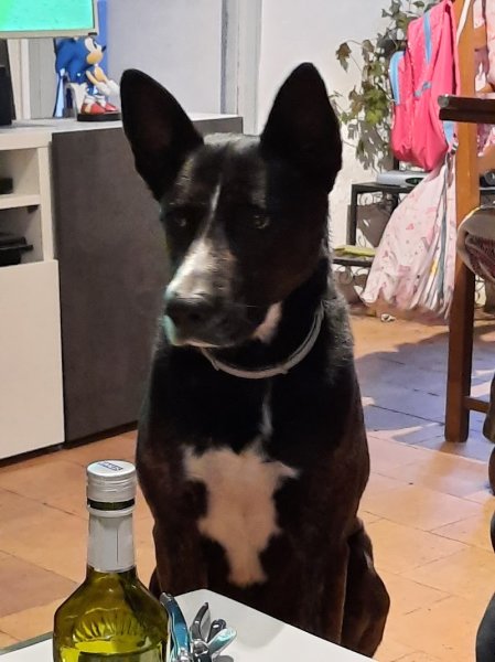 Canin Malin Aurèlie.M - photo 3