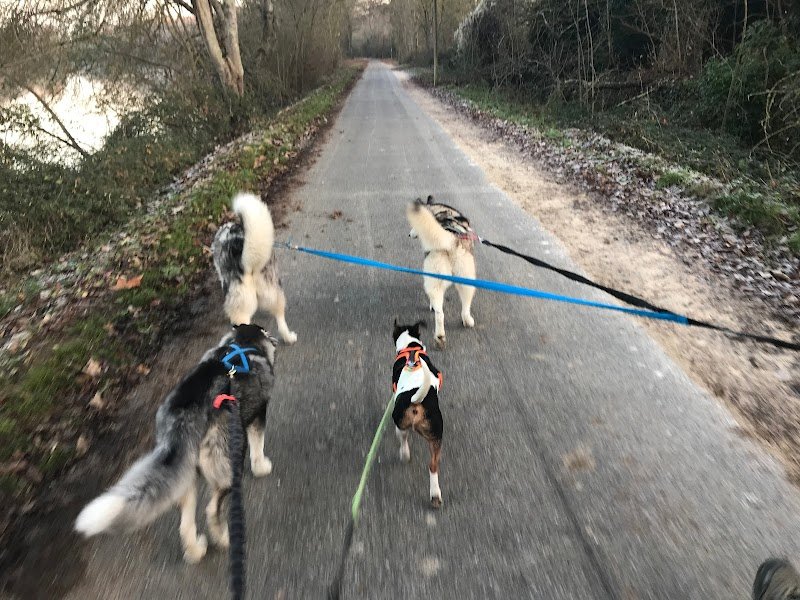 Forest Pets 37 - Éducateur Comportementaliste & Toilettage