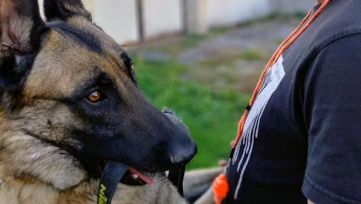 Centre canin du Temple D’Osiris - photo 1