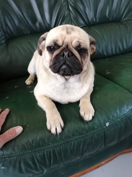 Pension canine pellevoisin - photo 1