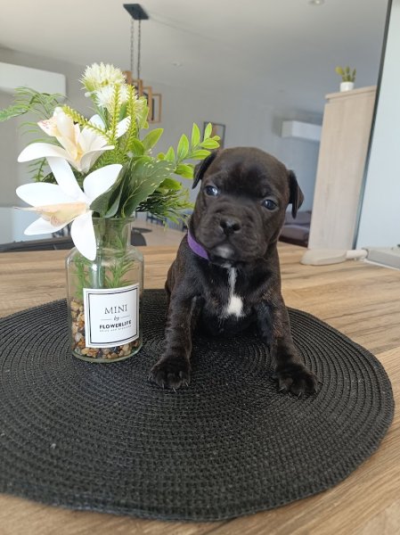 Élevage de chien Royalfamily