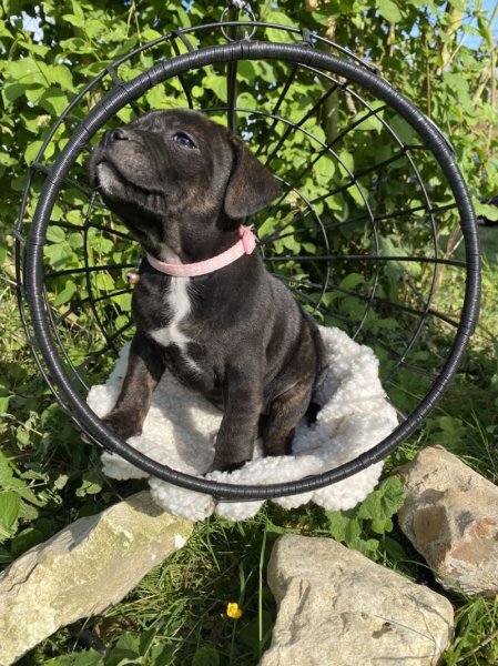 Élevage de chien Royalfamily - photo 2