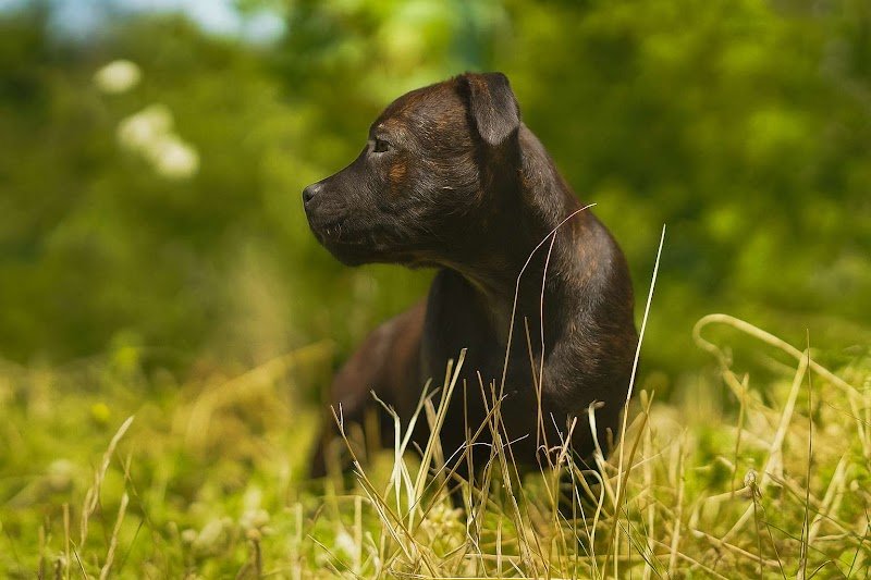 Élevage de chien Royalfamily - photo 3