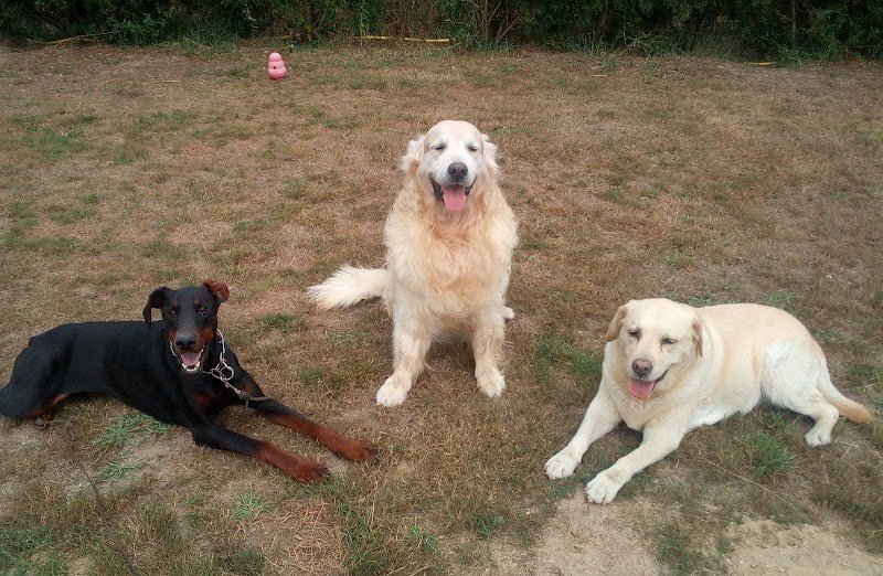 Ecole Centrale du Chien