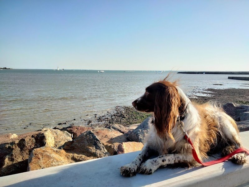 Ecole Centrale du Chien - photo 2