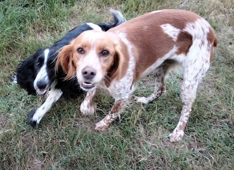 Ecole Centrale du Chien - photo 3