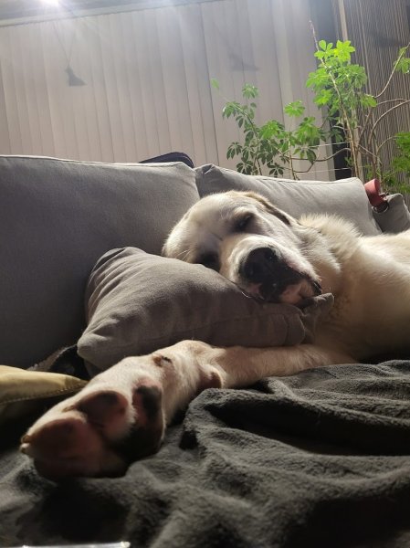 Les Gamins du Lac - Éducateur canin Haute-Vienne (87) - photo 3