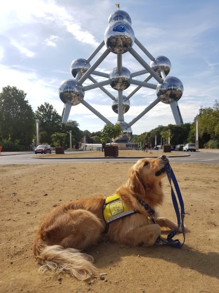 Chiens des Lacs Sàrl - photo 1
