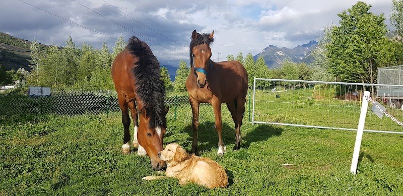 Chiens des Lacs Sàrl - photo 2