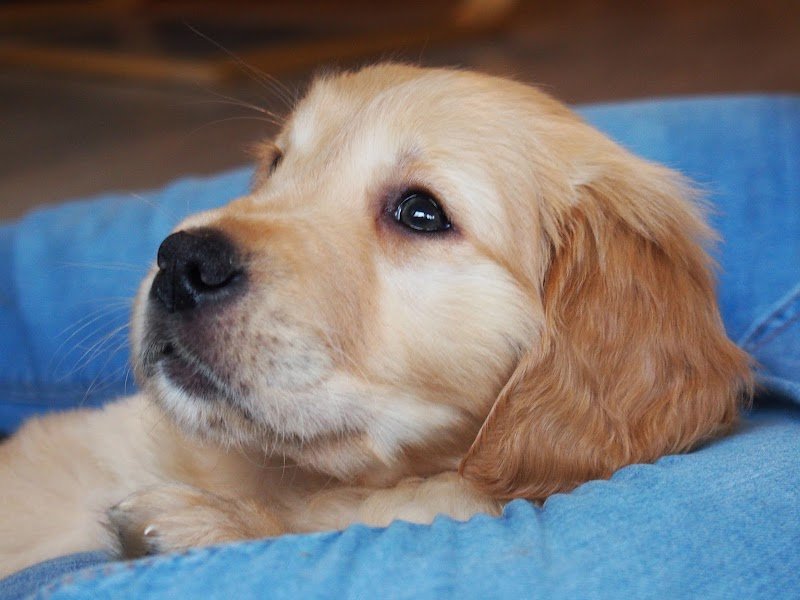 Chiens des Lacs Sàrl - photo 3