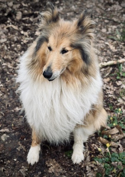 Rudy Guillon Éducateur Comportementaliste Canin - photo 1