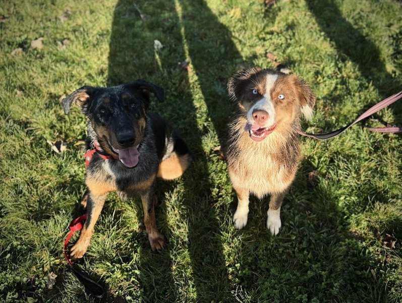 Rudy Guillon Éducateur Comportementaliste Canin - photo 2