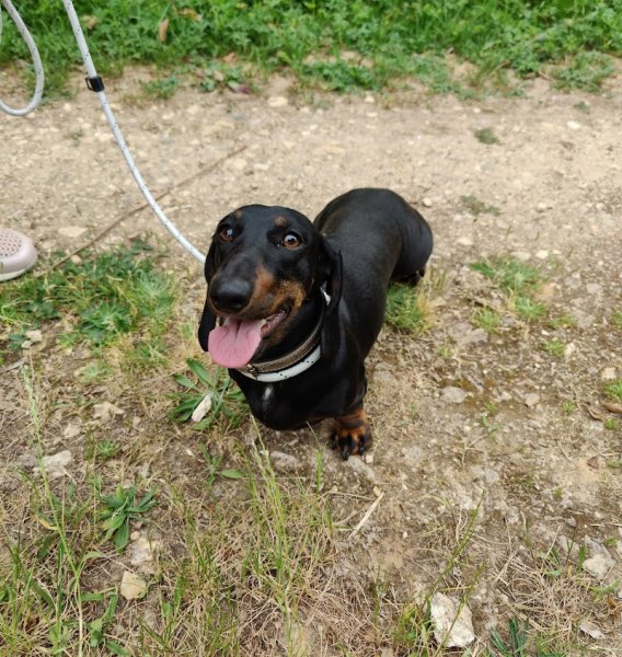 Rudy Guillon Éducateur Comportementaliste Canin - photo 3